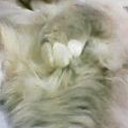 きゃ～おでこに小さな虫が・・・