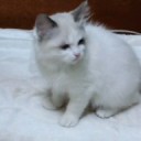 来たようです