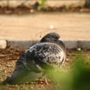 金曜〓仕事と鳩と〓