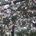 桜の花が咲いていた