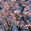 花見（オオカンザクラ）