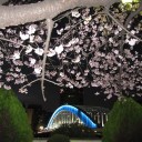 花見（オオカンザクラ）