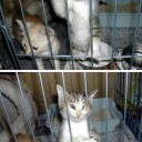 帝国に捕まった後に看守に媚を売るユリアンの猫です。