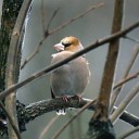 ビジュアル系鳥類！