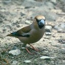 ビジュアル系鳥類！