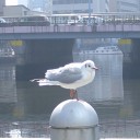 顔なじみのユリカモメ
