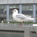 顔なじみのユリカモメ