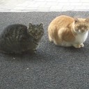 顔なじみのユリカモメ