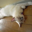 溺愛　親バカ　バカ親