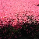 ニューアルバム