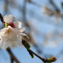 土曜〓買い物と桜と〓