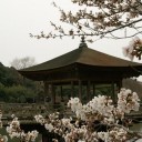 今年度、第一回花見（奈良）