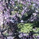 上野の桜はまだまだだけど、そんなことは関係なく花見客が凄い