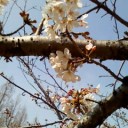 花見