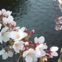 桜と。