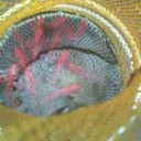 お花見と釣り堀