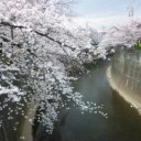桜見てきた。