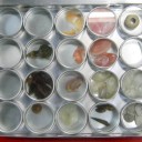 ２０１０桜通信Ｖｏｌ．１　“ウグイスの鳴き声を聞きながら”　の巻