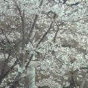 ことしも花よりだんご