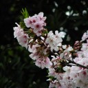 日曜〓立ち読みとラジオと〓