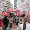 お花見強行軍