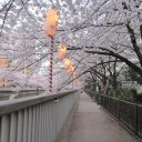 お花見強行軍