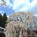万葉花めぐり＠宇陀・室生