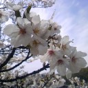 桜の木の下で