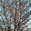 桜八分咲き