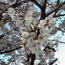 桜八分咲き