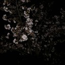 第三回花見？