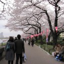 お花見とおでん