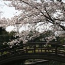 落合公園の桜　