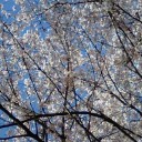 行って来ましたよ