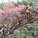花冷え