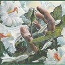 花の壁