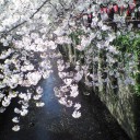花の散り際