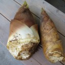 初物　　タケノコ