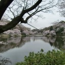 お花見