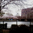 桜並木をお散歩・・・