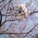 お花見