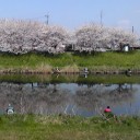 今日も花見
