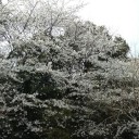 大井最後の桜