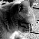 今もいる猫たち