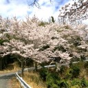 第四回花見（小野豆）　