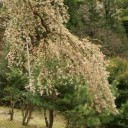 第四回花見（小野豆）　