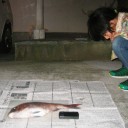 CYOKUっち１１歳１１ヶ月と３0日　“前夜祭はおおわらわ”　の巻