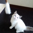 似たような角度が多いのは