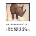 大哺乳類展－陸のなかまたち－　　人間も陸の仲間だよね!!