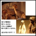 大哺乳類展－陸のなかまたち－　　人間も陸の仲間だよね!!